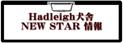   Hadleigh犬舎 NEW STAR 情報